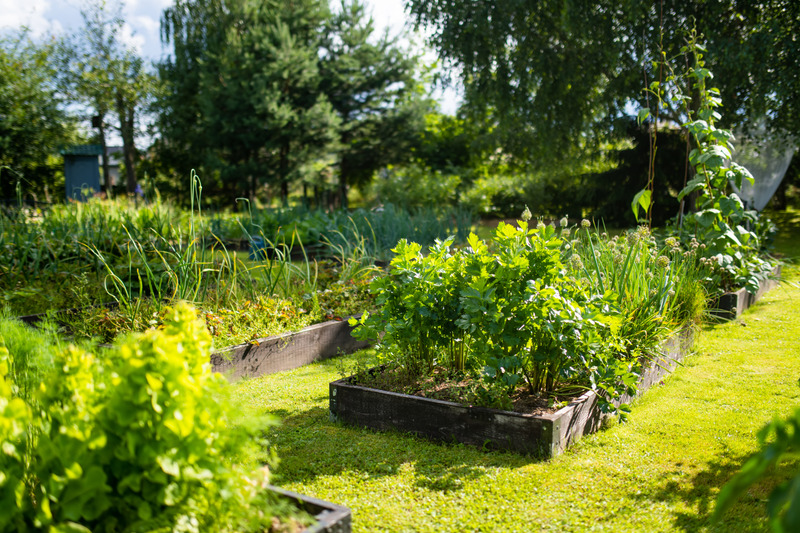 Homesteading: A Backyard Guide to Growing Your Own Food