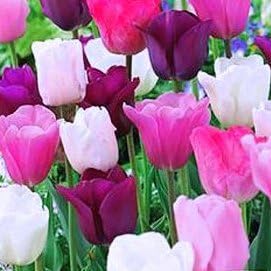 50 Purple Rain Mix Tulip Bulbs - Tulipa Triumph: Super-Sized X-tra Value Bag